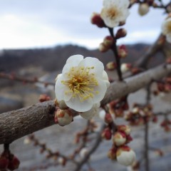 春のほころび