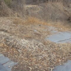 防草シートの上に生えて枯れた雑草の片付け作業をしました