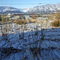 薄っすら雪化粧