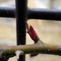 春一番が吹いてつるバラの芽が伸びて来ました