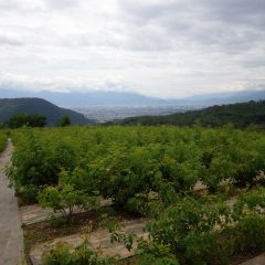 雨が上がり厚い雲の覆われ蒸し暑い農場のローズ畑