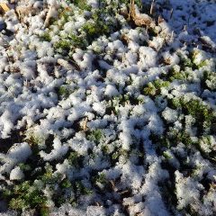 カモマイル・ローマンはすっぽりと雪に埋まっています