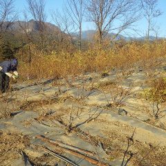 寒さに耐えながら丁寧に剪定して行きます