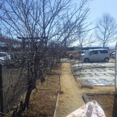 事務局前のアーモンドの枝が伸び過ぎたので枝切りをしました