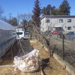 高く伸び過ぎた枝も管理が大変なので切り取りました