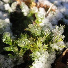 朝日が当たるとみるみるうちに融けてしまい太陽のエネルギーを感じる瞬間です