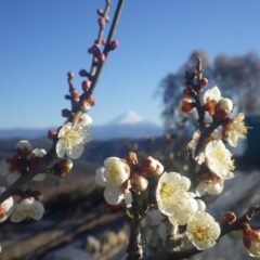 梅と富士山