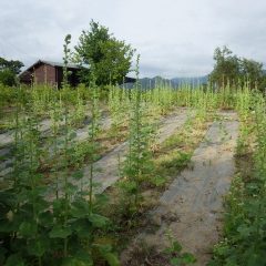 収獲の終わった畑まだまだ蕾は沢山あります