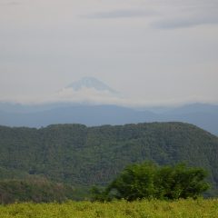 夕方、富士山が顔を出してくれました