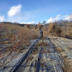 凍えるような寒風の中でローズの剪定作業は進められています