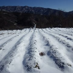 カモマイル・ジャーマンは雪の下に埋もれています