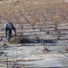 その上、斜面での作業は体を支えるだけでも重労働です