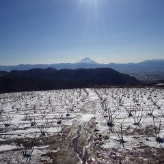 農場のローズ畑も一面の銀世界