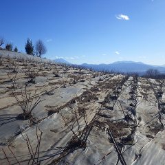 剪定作業と剪定した枝の片付けが終わったローズ畑