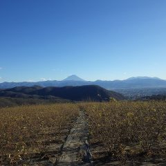 ローズ畑には冷たい風が吹き荒れ富士山は雪煙を巻き上げています