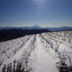 農場はブリザードのような寒風が吹き荒れています