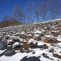 日当たりの良いラベンダー畑は雪が解け始めています