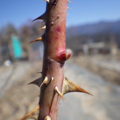 ローズも春の温かさを感じて芽がゆるんできています