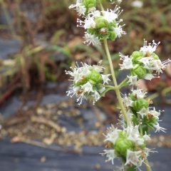 マジョラムの花は花火の様です