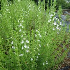 ウインターセボリーの涼しげな花