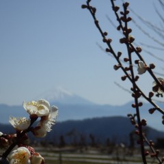 梅の花が咲き始めて春はもうそこまで来ている様です