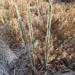 支柱を立てて花の重みで倒れるのを防ぎます