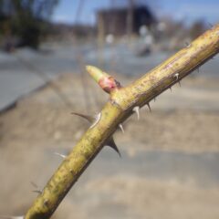 農場のローズの芽も伸び始めています