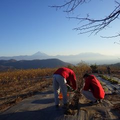 ローズの剪定作業中
