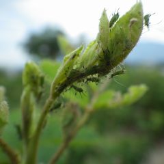 新しく伸びたシュートの新芽にはアブラムシが・・・・・・