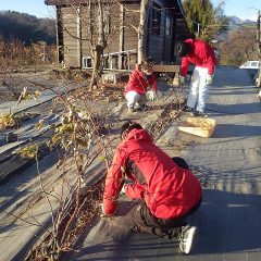 冷たい風が吹く中でローズの剪定作業は続いています