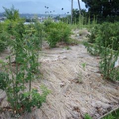 花柄と余分な枝を剪定したローズ