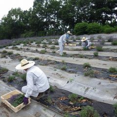 斜面での摘み取り作業は足腰が疲れます