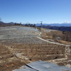 春一番なみの強風が吹き荒れ農場での作業はお休み