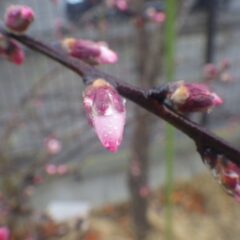 アーモンドの蕾からはピンク色の花弁が覗いています