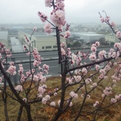 雨の中でアプリコットの花が満開を迎えました