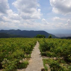 天気予報とは裏腹に晴れて朝から蒸し風呂の様な農場のローズ畑