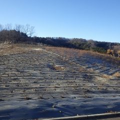 静かに剪定作業の再開を待っているローズ畑