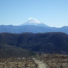 農場には先日の降雪で少しだけ雪化粧し直した富士山が姿を見せてくれました