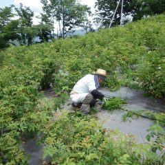 高温多湿で蒸し暑くサウナの中で作業しているようです