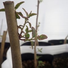 新年の新芽