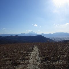 冬場れのローズ畑は今日も寒風が吹き荒れています