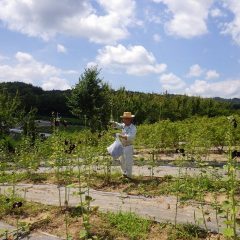 花数は少なくなって来たもののまだ蕾は残っています