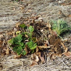 除草して来たるべき春に備えます