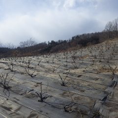 綺麗に剪定されたローズの株