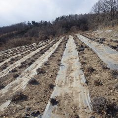 ラベンダー畑の除草作業も終わり綺麗になって春を待っています