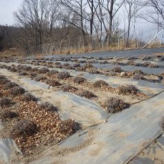 吹き寄せられた枯れ葉がラベンダー畑に溜まっています