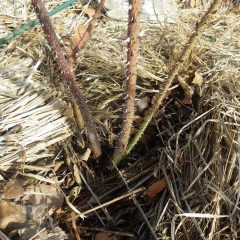 枝の更新作業をしていると害虫の食害にあった枝を発見