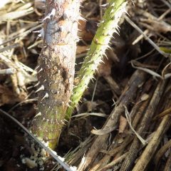 茎の根元に小さな穴が開き変色しています