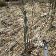 枝の更新と誘引をしていない株