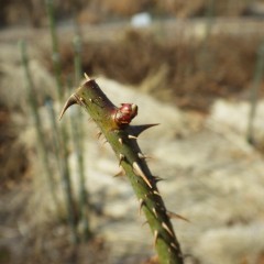 芽が動いてきました